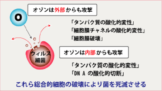 総合的細胞の破壊により菌を死滅させる